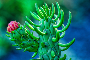 Prickly Pear Cactus Credit: Flickr/Wayne S. Grazio