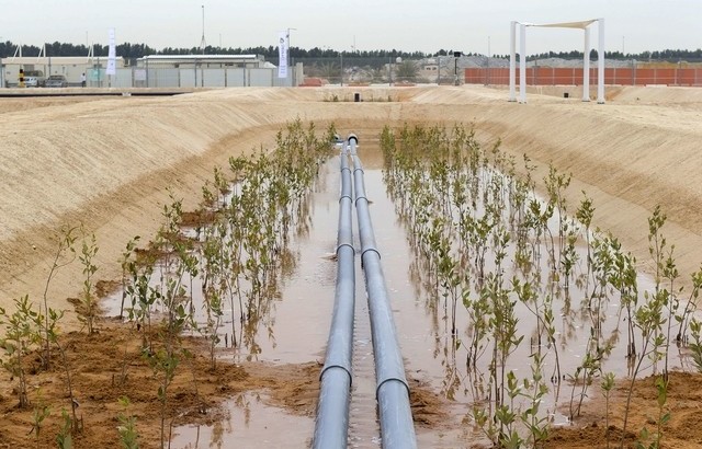 Desert land and seawater for food and biofuels