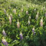 Growing lupin on marginal lands for the bioeconomy