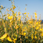 Integrated cropping systems for food and advanced biofuels