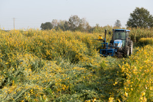 Fig 2 – Harvesting of sunn hemp grown after wheat in Italy, Oct 2017. Source ETA-Florence Renewable Energies.