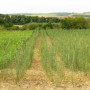 The Potential of Marginal Lands for Bioenergy